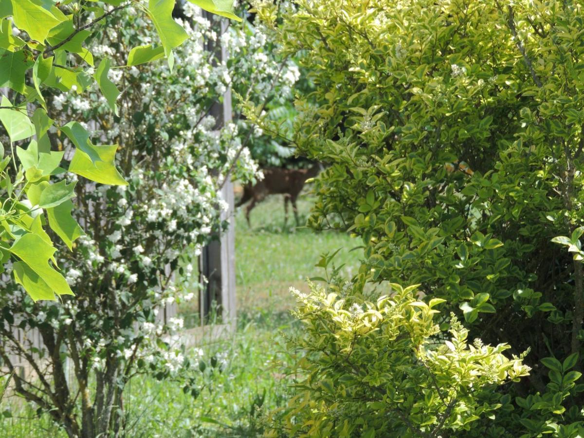 Chalet Atypique Kota Noah Location En Salle D'eau Privative A 20m